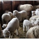 영동목장 이미지