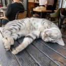 고양이정원 이미지