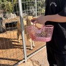 칠곡동물체험카페 이미지