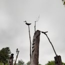 진또베기 이미지