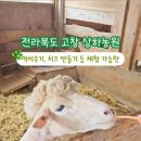 가꿀목장 이미지