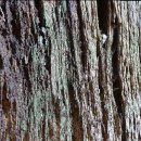 강아지,반하다 이미지