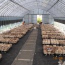 대길농장 이미지