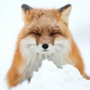 여우 PC방 이미지