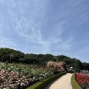 성곡로 | [ 내돈내산 여행🚘 ] 5월~6월 부천백만송이장미원 장미 시즌 방문 후기 (+여의도 한강 피크닉)