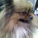 비비펫 동물병원 이미지