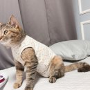 그루밍조이 | 아리캣 환묘복 M사이즈 솔직후기｜수술·알러지용으로 추천하는 이유(착용샷 포함)