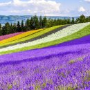 라벤더 이미지