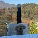 아지발바닥 | 애견미용 수원 우만동 컴피그루밍 후기 말티푸 곰돌이컷 가위컷 케어샷