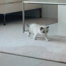 대전 고양이분양 퍼스트캣 대전점 이미지