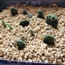 선인장 여관 이미지