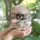 곡성-154 | 곡성강아지분양 포메라니안 찾아보고 입양한 후기