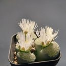 호야네 다육이 이미지