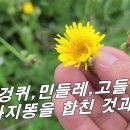 [사데풀, 고매채] 엉겅퀴, 방가지똥, 민들레, 씀바퀴를 합친 것 만큼 효과 좋은 바닷가 약초 이미지