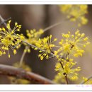 산수유축제장 이미지