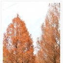 황학산수목원 티스토리