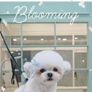 예쁘개해줄개 이미지