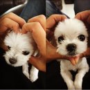 코델리아 이미지