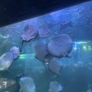 동화메디칼 | 아이와 함께 한 여수 아쿠아플라넷 후기!! 공연시간 총정리~~순서대로 가면 완벽 여행!!