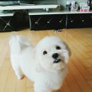 삐삐펫살롱 이미지