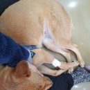 현풍동물병원 이미지