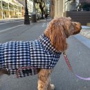 조일크리닝 | 오픈런 성공한 아이캔더 써모3, 에든버러 체크 에디션 패딩 착용 후기