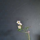 오리자 Daum카페
