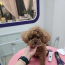 그루미뇽 이미지