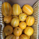 1382 | 농라 호야네참외성주CR1382 참외 후기