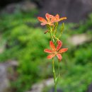 범부채Iris domestica (L.) Goldblatt &amp; Mabb. [비추천명 : 사간] 이미지