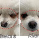 펫힐링센터 이미지