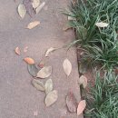 행운신발 이미지