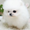 고려애견샵 이미지