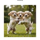 고양&화이트퍼피켄넬 | 비비퍼피 강아지분양 일산점 일산애견분양 동물병원연계된 곳 후기