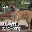 토리 : 저는 실물승부 강아지인데욥 ㅇㅅㅇ 이미지