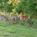 송원사슴 이미지