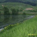 조치원낚시터 이미지