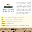 지중해소나무