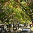 아름다운 단양, 소선암자연휴양림 모토캠핑 다녀왔어요!