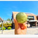 코로나 예방을 위한 천연제품 만들기 | 중랑구 환경교육센터 [화학물질과 환경보건:샴푸바 만들기]