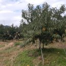 주덕읍사무소 이미지