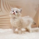 묘랑묘랑 일산점 | 행복한 만남🌸 랙돌고양이_녹번동고양이분양