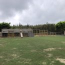 조천초등학교교래분교장 이미지