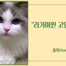 노블랙돌 이미지