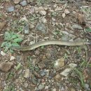 미라실로 이미지