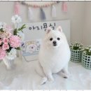 아지묭실 이미지