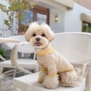 티아라 펫 이미지