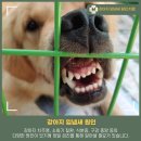 다산 봄 동물병원 이미지