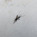 부안할매바지락죽 이미지