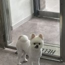 멍블리 펫살롱 이미지